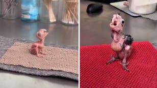 Hear baby cockatoos find their voice