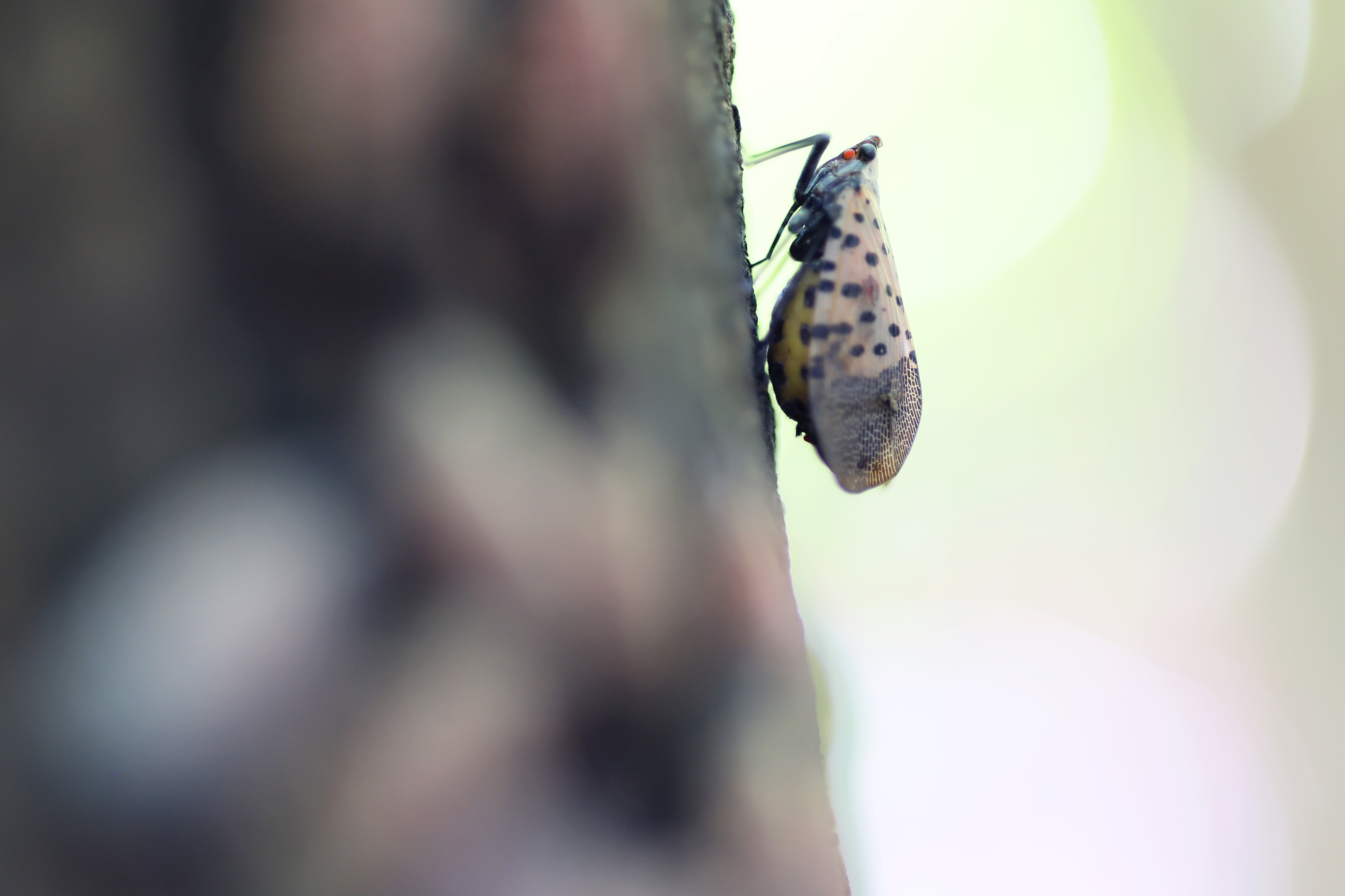 Spotted lanternflies, invasive pests native to Asia that can damage crops and trees, are hard to find. For the first time, pet dogs have been successfully trained to find them