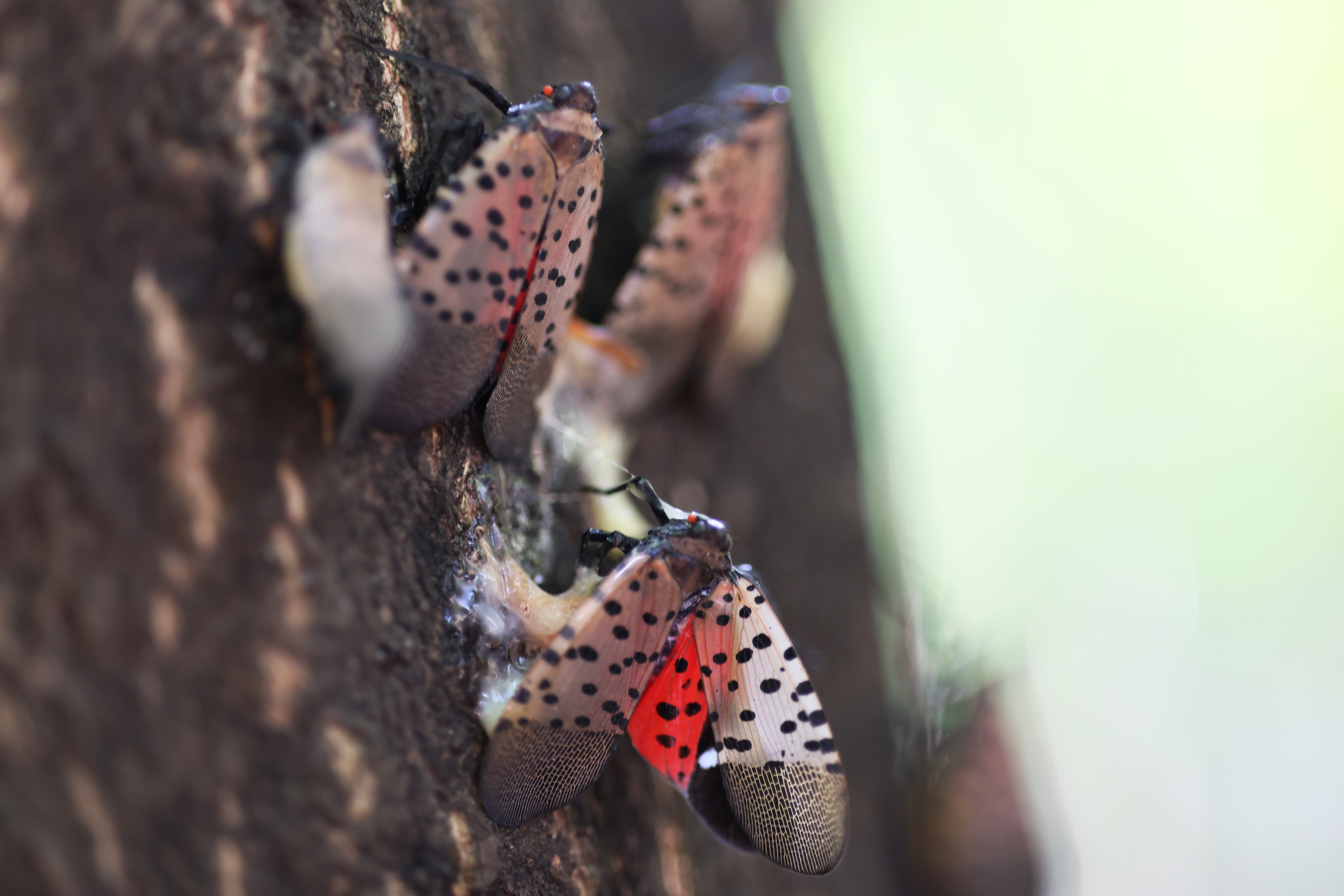 New York City and other major Northeast cities are seeing the spotted lanternflies this summer. But, there may not be as many as a few years ago