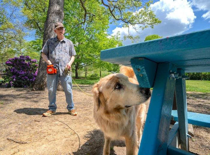 Fozzie, a labrador and golden retriever mix, and his owner, Scott Hurst of Salem, Virginia, search a park bench for evidence of the invasive spotted lanternfly. Dogs are much better at finding their eggs than humans thanks to their keen senses of smell