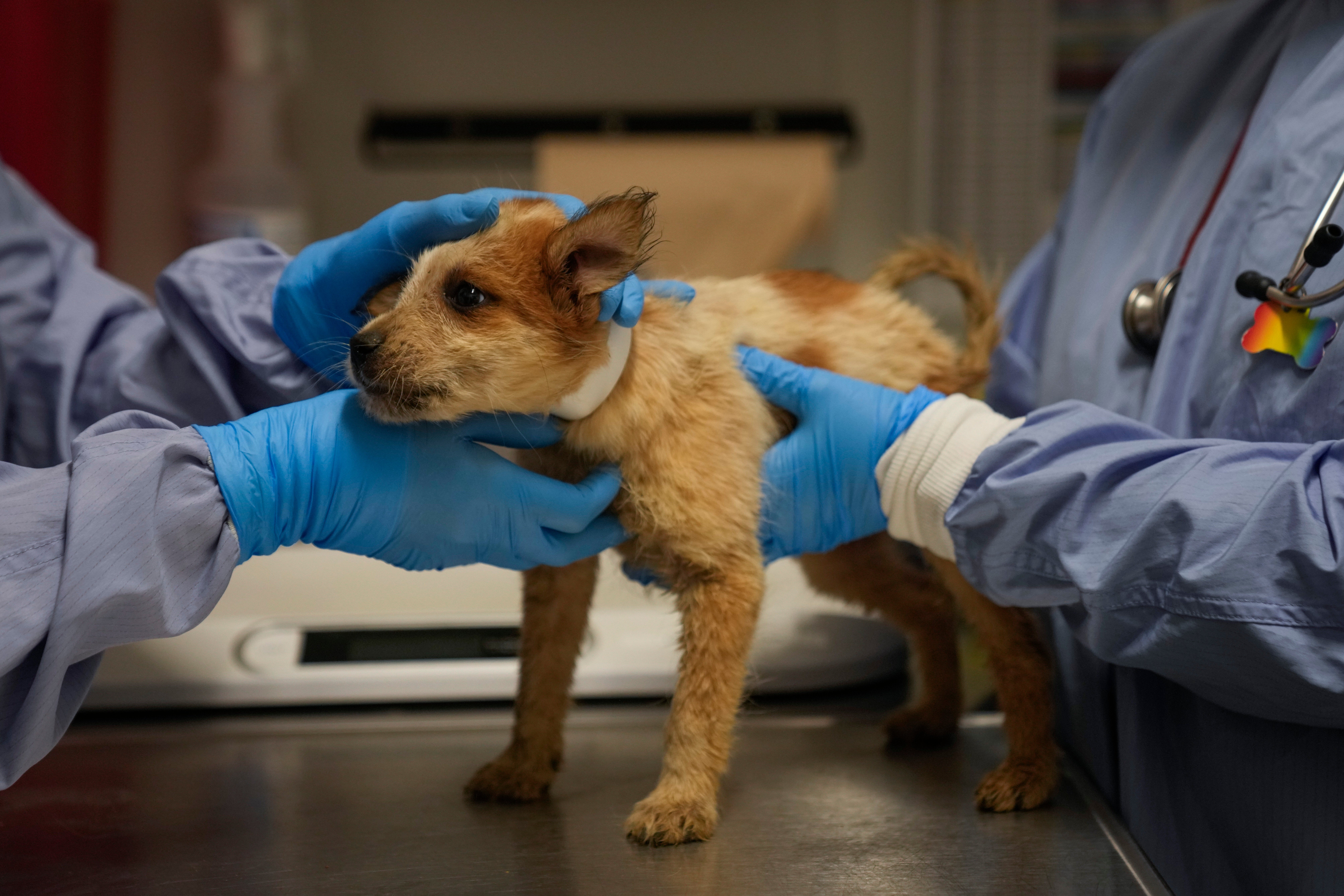 TEXAS-INUNDACIONES-PERROS