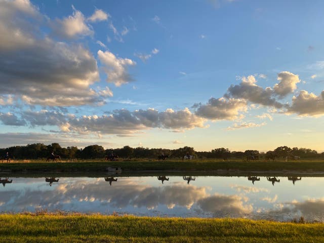 <p>Wild east: Horses at a ranch in central Florida</p>