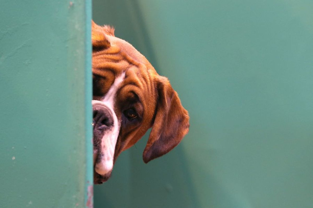 Would you date an AI version of your pet? Shocking number of animal owners would