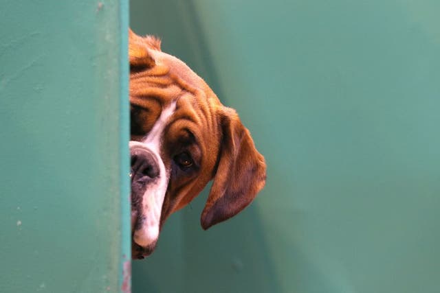 <p>Según datos de MetLife Pet Insurance, el 31 % de los dueños de mascotas en EE. UU. afirma que saldría con la versión humana de su mascota, en una tendencia impulsada por el generador de imágenes gratuito de ChatGPT</p>