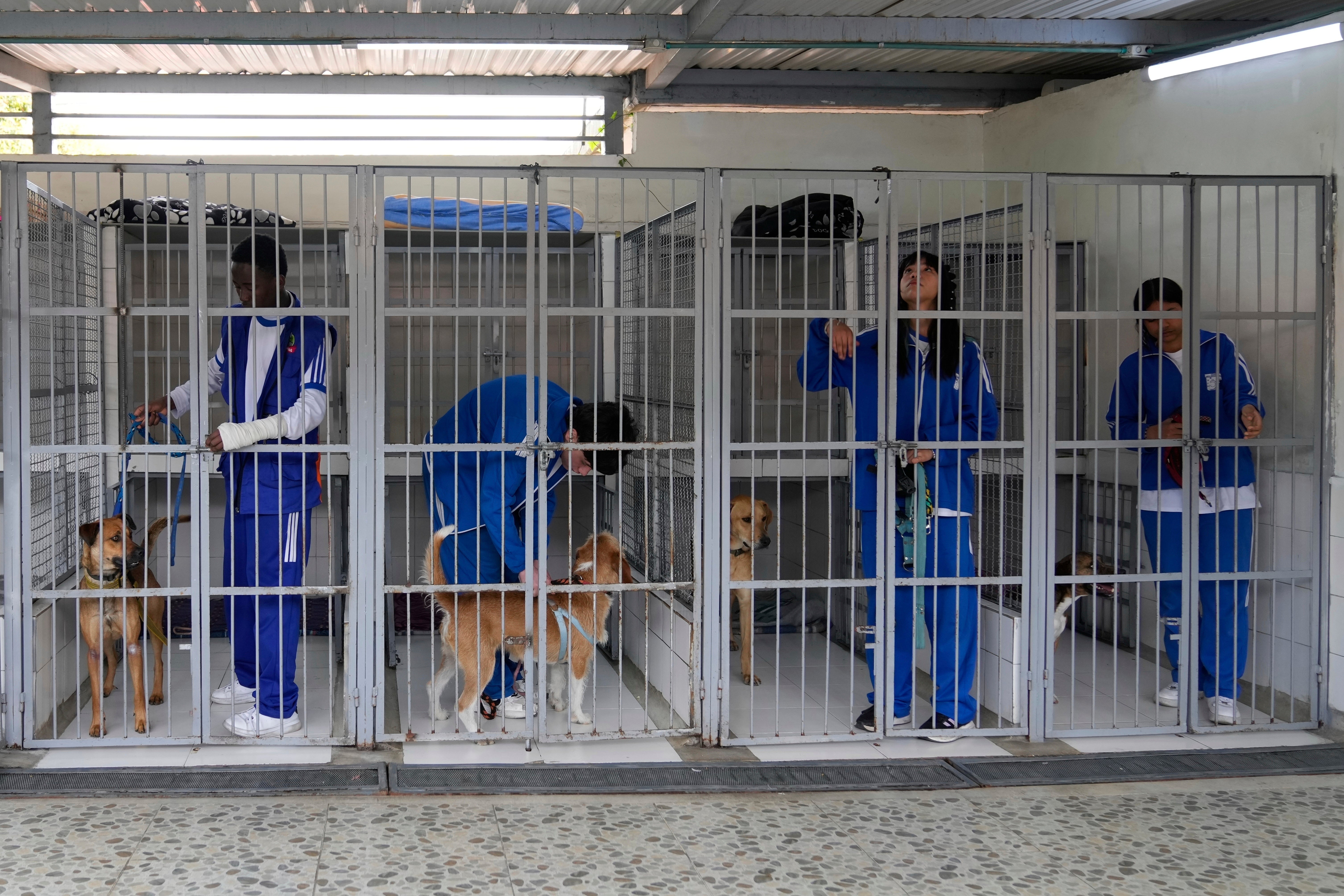 COLOMBIA-REFUGIO ANIMALES