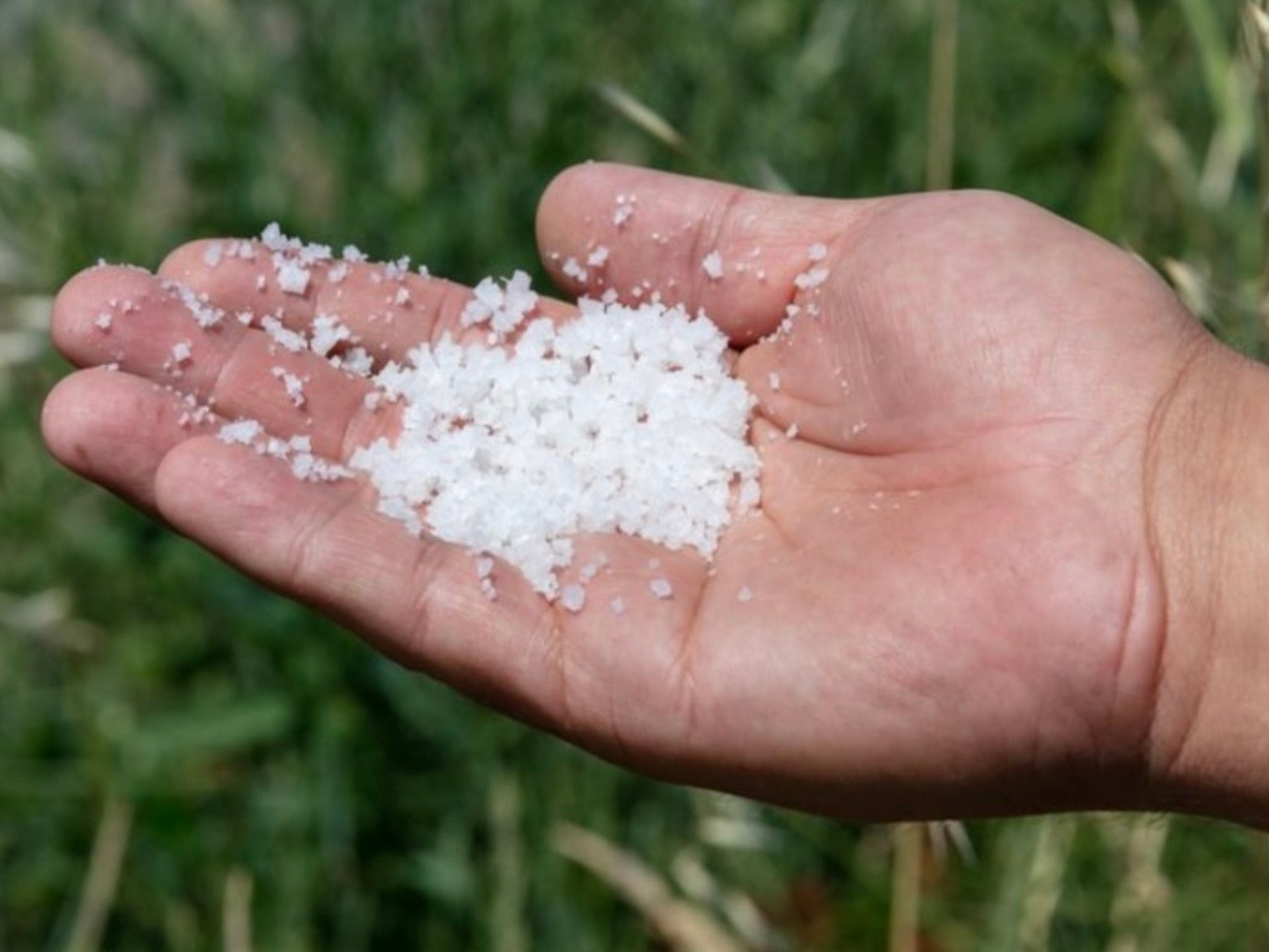 The salt comes in a coarser form from the base of the ponds and a finer form found at the top