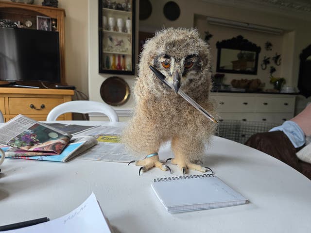 <p>Frieda Hughes's owl chick</p>