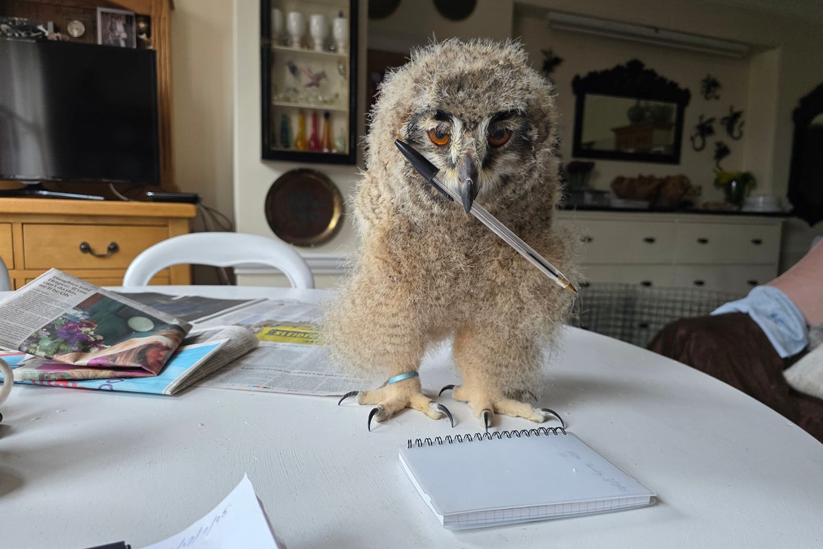 Voices: As my owl chick’s life hung by a thread, I started haggling with the universe