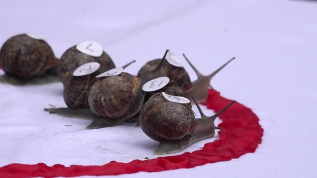 <p>Snails sprint through the rain at World Championship in Norfolk</p>