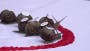Ready, steady, slow: Racing snails slither to victory