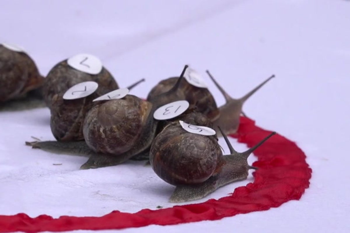 Ready, steady, slow: Snails slither to victory in World Championship race