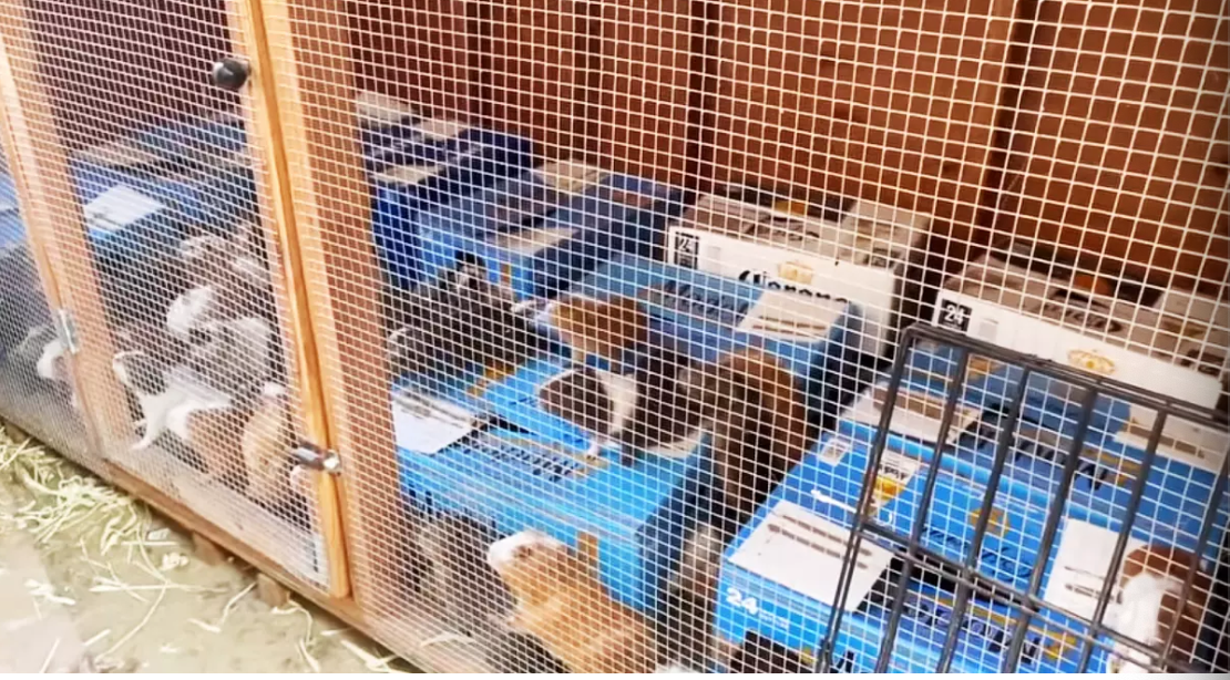 Guinea pigs rescues by the Southern California Guinea Pig Rescue. The volunteers at the organization found approximately 400 guinea pigs kept in