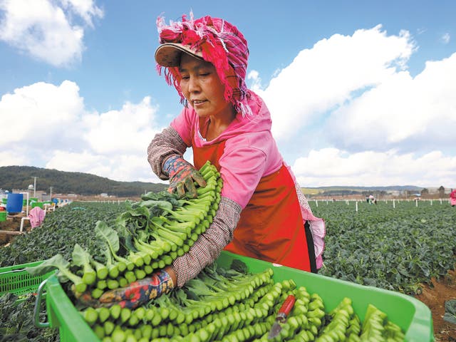 <p>A farmer harvests Chinese broccoli at a plantation in Luliang, Yunnan province</p>