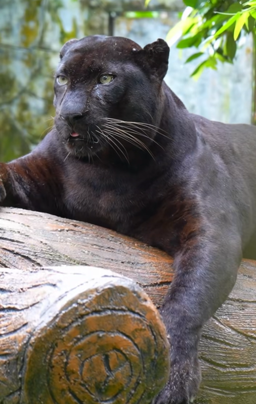 <p>Apoh the black leopard</p>