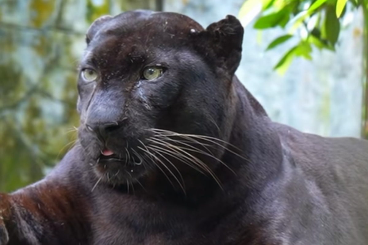 Rus tilida Jab komikslarini tomosha qiling