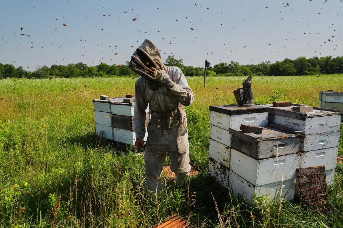Santa Barbara Central Coast Bees Decline Spurs Rescue Efforts