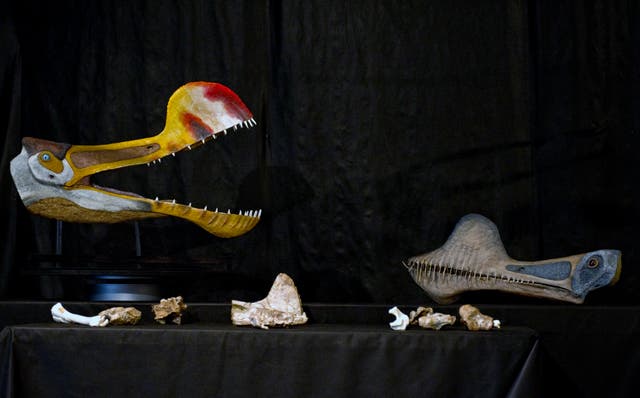<p>Fossils and replicas of a Pterosaur of the "Tropeognathus Mesembrinus" species </p>