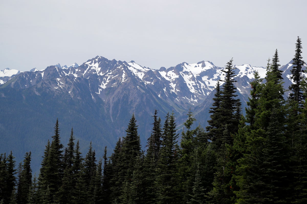 Mountain lion bites 4-year-old on popular Olympic National Park trail, injuring child