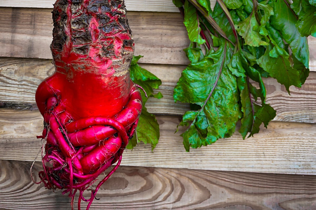 What is a mangelwurzel, the viral vegetable sensation?