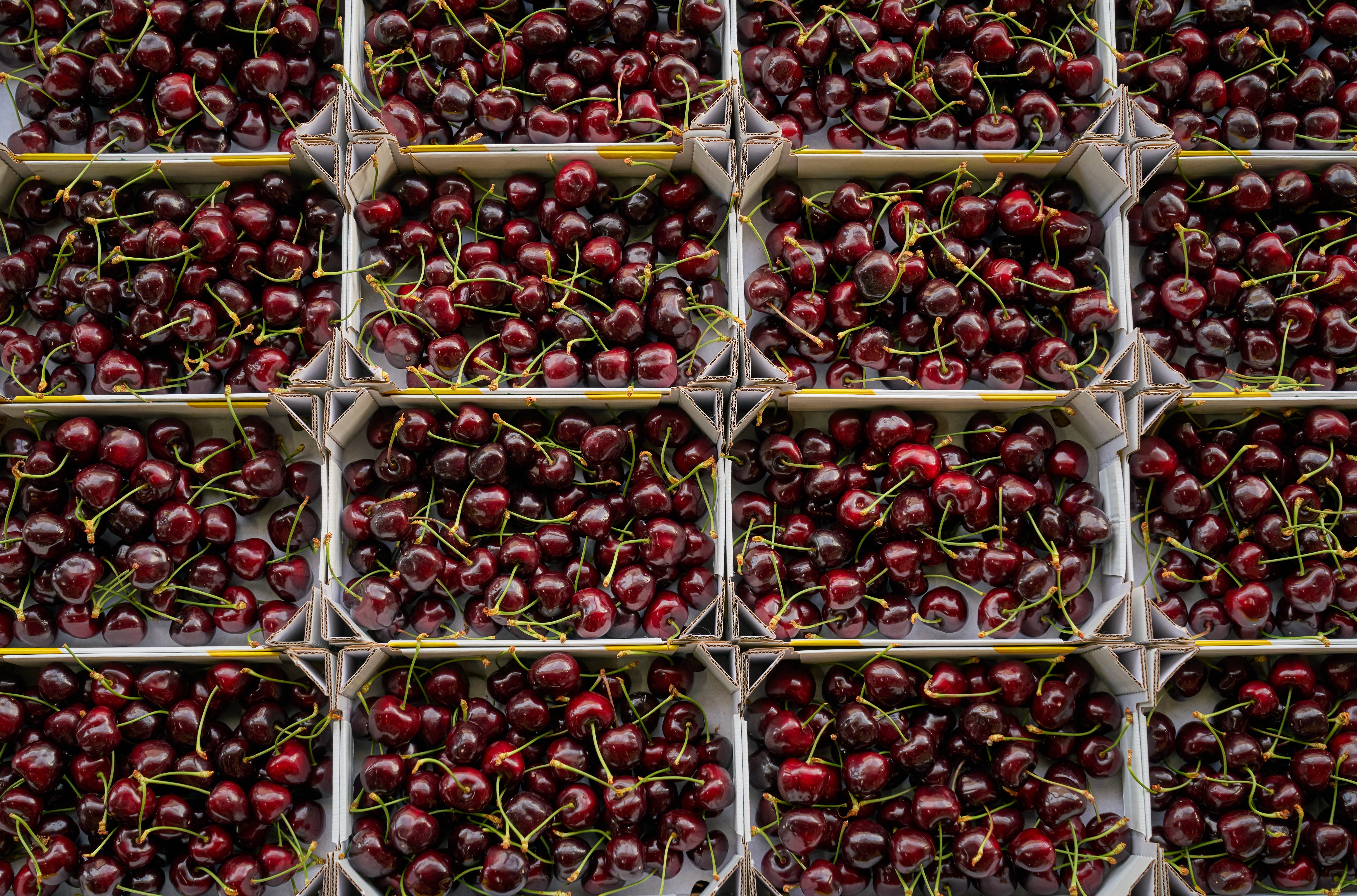 Cherries harvested at Tesco supplier Place UK in Tunstead, Norfolk