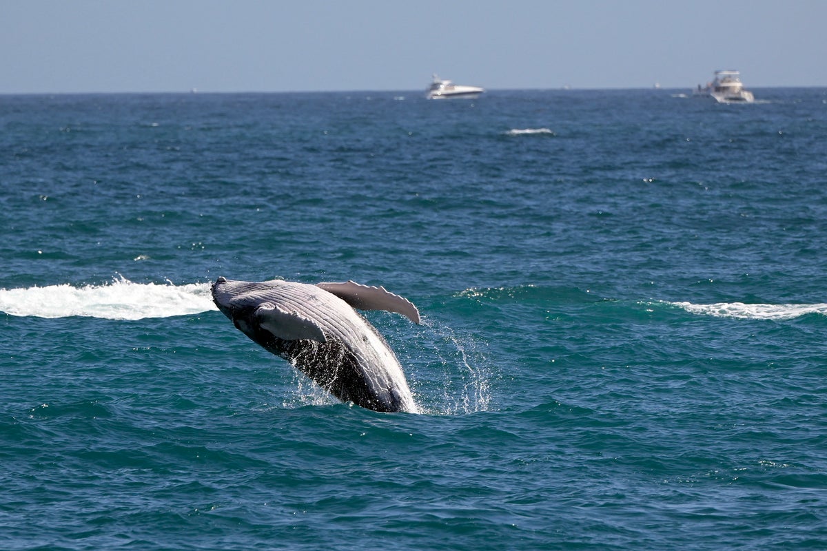 Scientists work to understand why dozens of whales have recently died in the San Francisco Bay Area