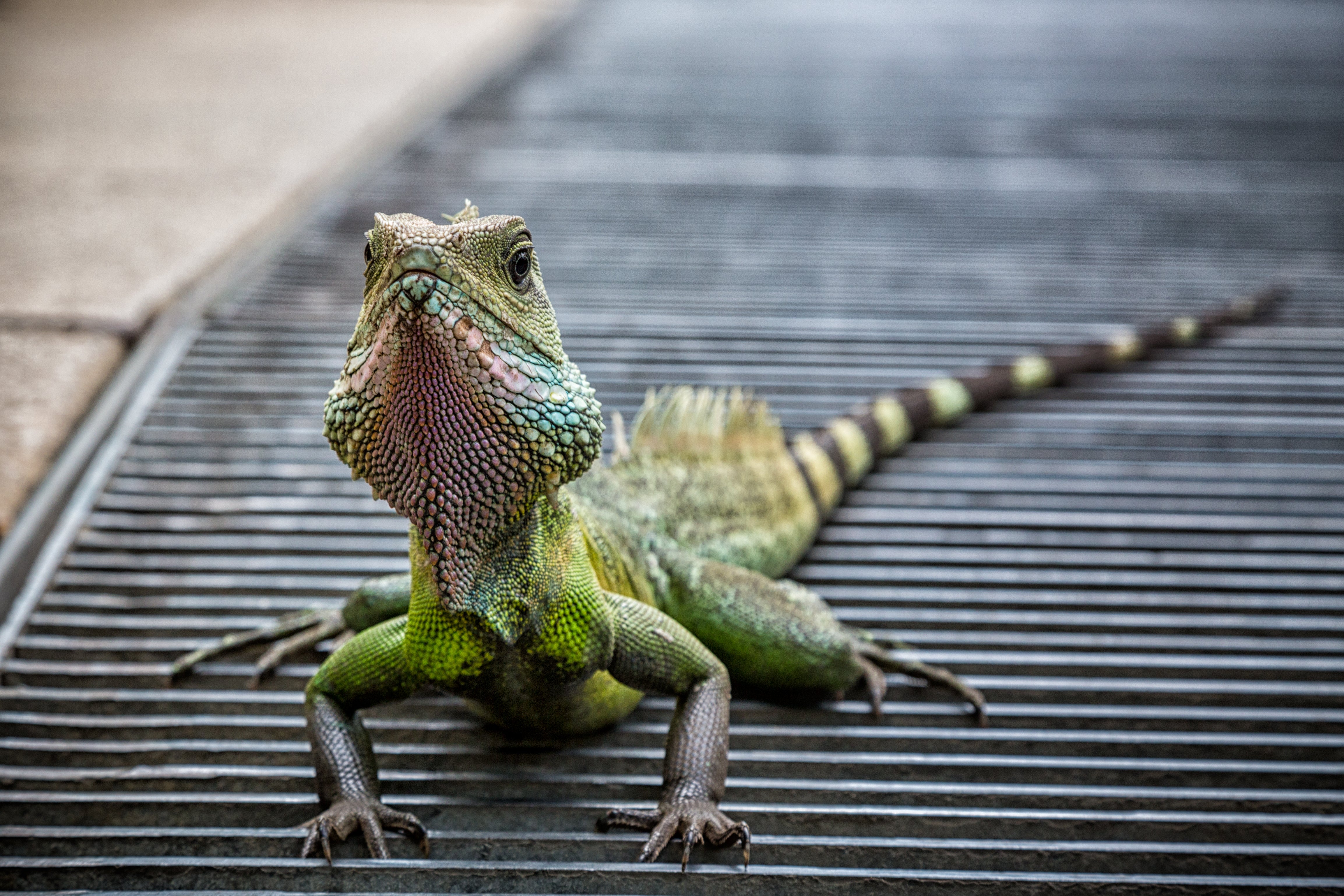 Water dragons were once residents of the glasshouse.