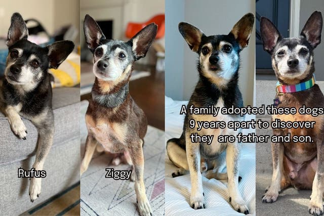 <p>A California family grieving the loss of their beloved dog Rufus, adopted another similar-looking dog, Ziggy, and was shocked to learn Ziggy was Rufus’ father. </p>