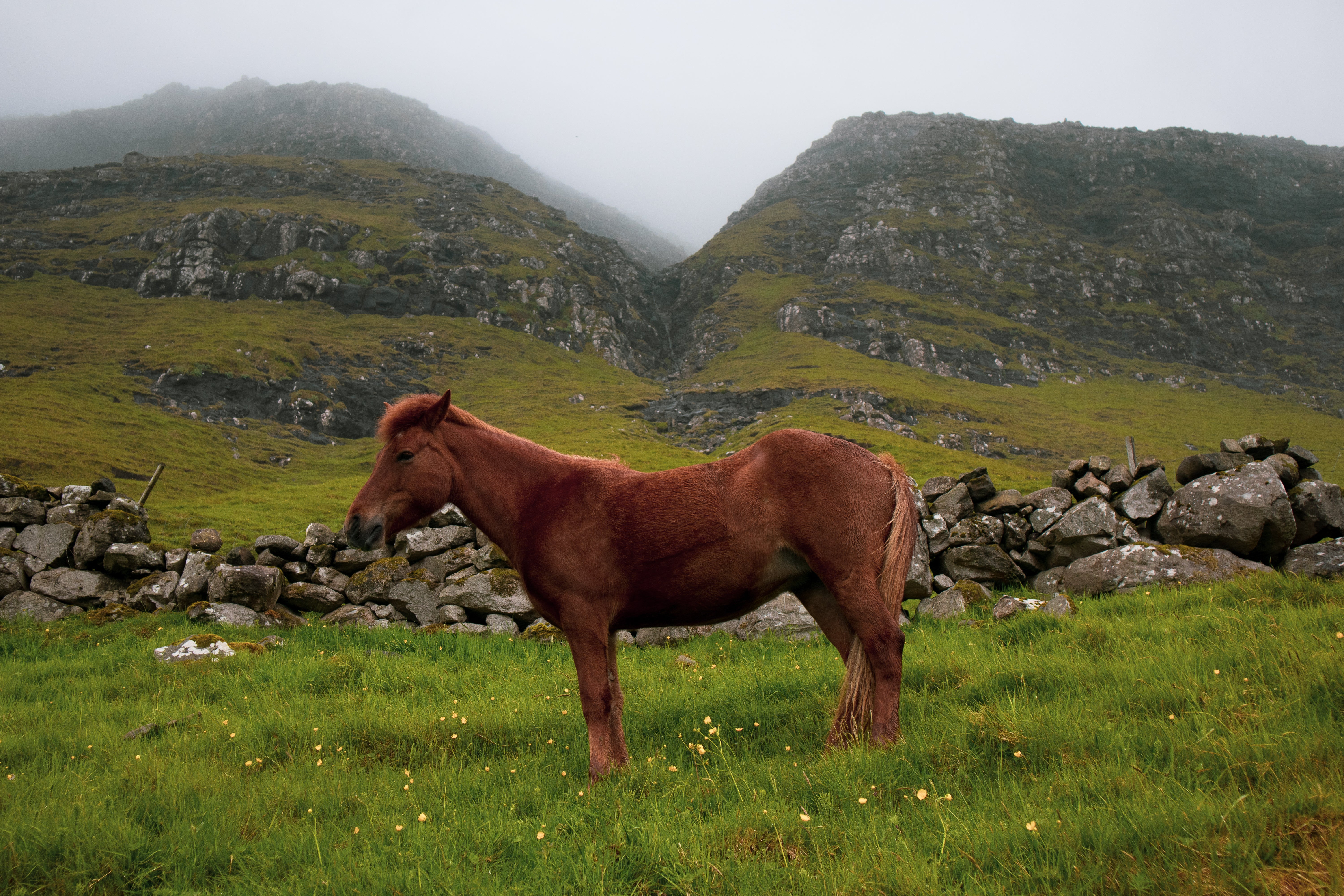 A horse stands by the road near Vagar airport, Faroe Islands