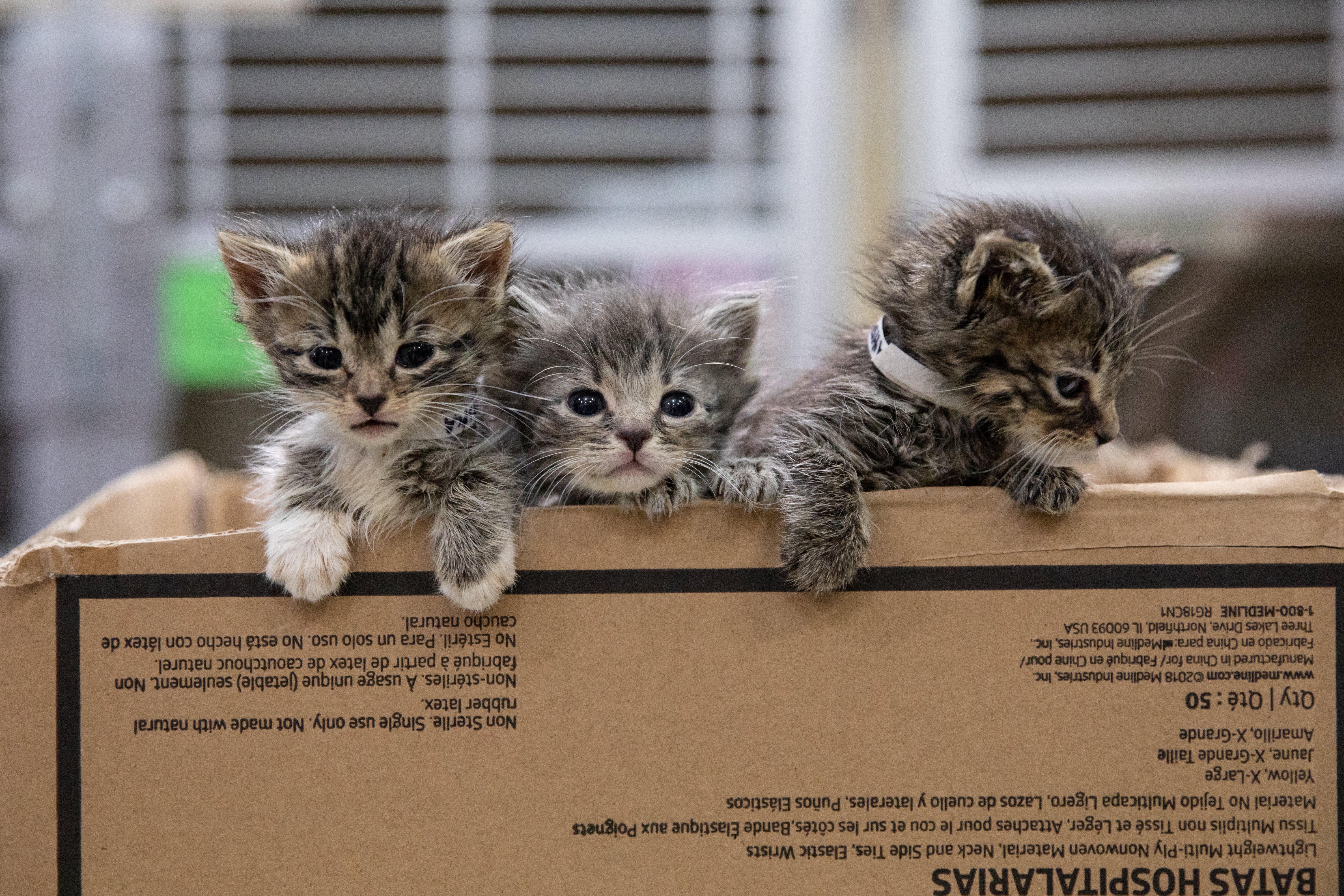 The summer is one of the busiest time for animal shelters, according to the ASPCA