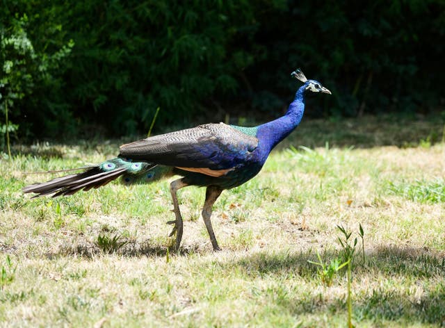 <p>A peacock roams the grounds at the Ryde Hotel</p>