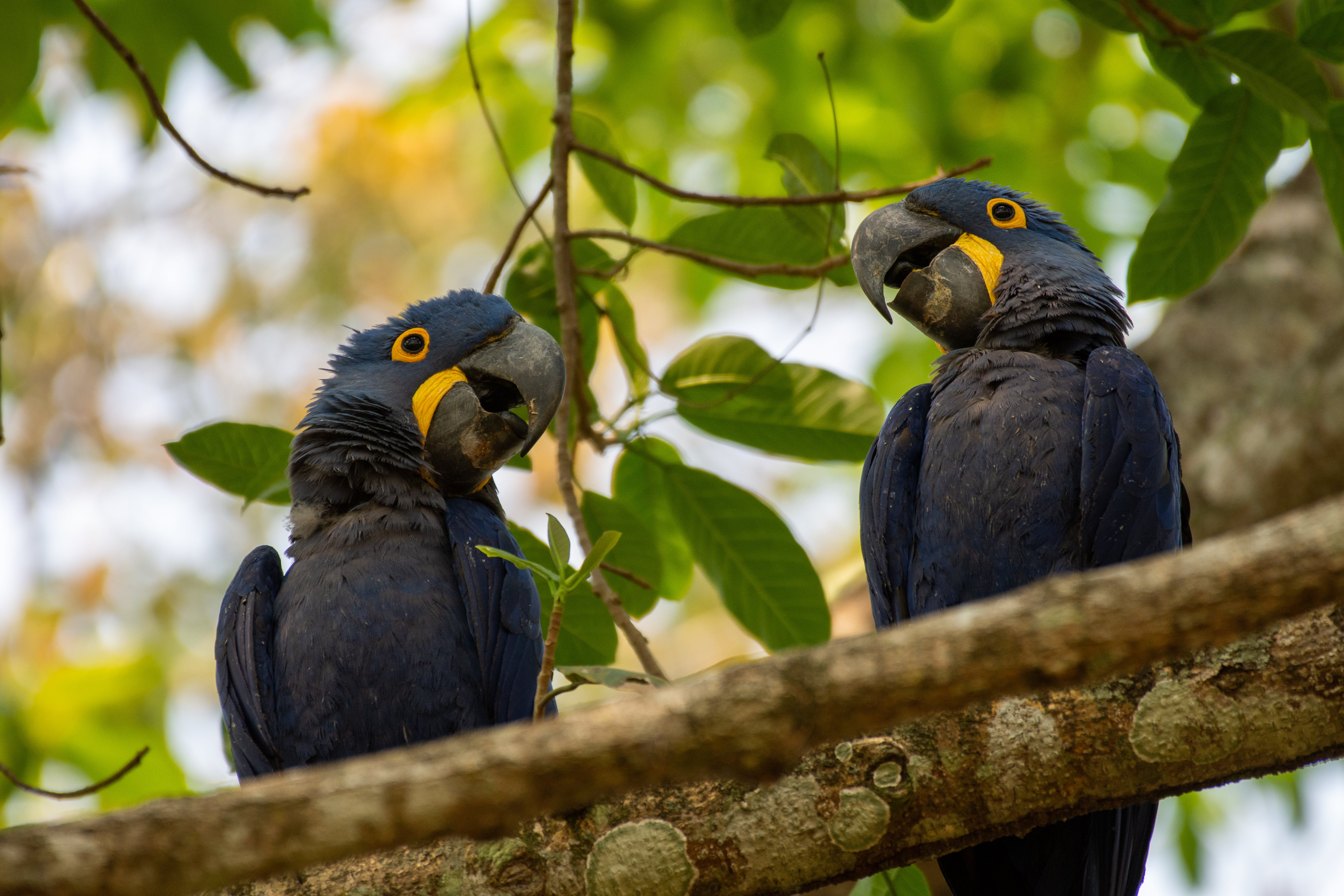 Inky blue hyacinth macaws are a common sighting in Brazil's Pantanal