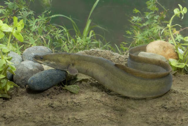 Narrow lanes of water are being created to provide eels with a route around artificial barriers such as dams and weirs (Derek Middleton/Western Sussex Rivers Trust/PA)