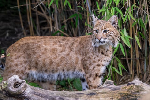 Blob, a bobcat rescued from The Cat Survival Trust has been rehomed at the Big Cat Sanctuary in Kent (Big Cat Sanctuary/PA)