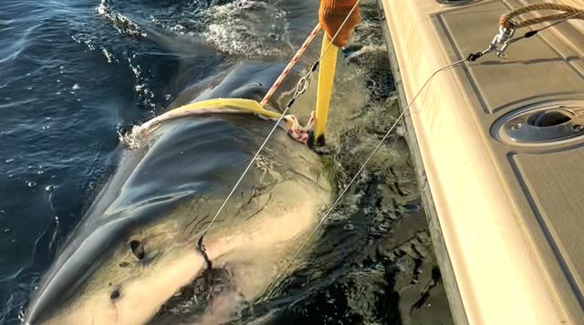 <p>Contender, the largest Great White shark tagged in the Atlantic, has been spotted off the coast of Massachusetts </p>