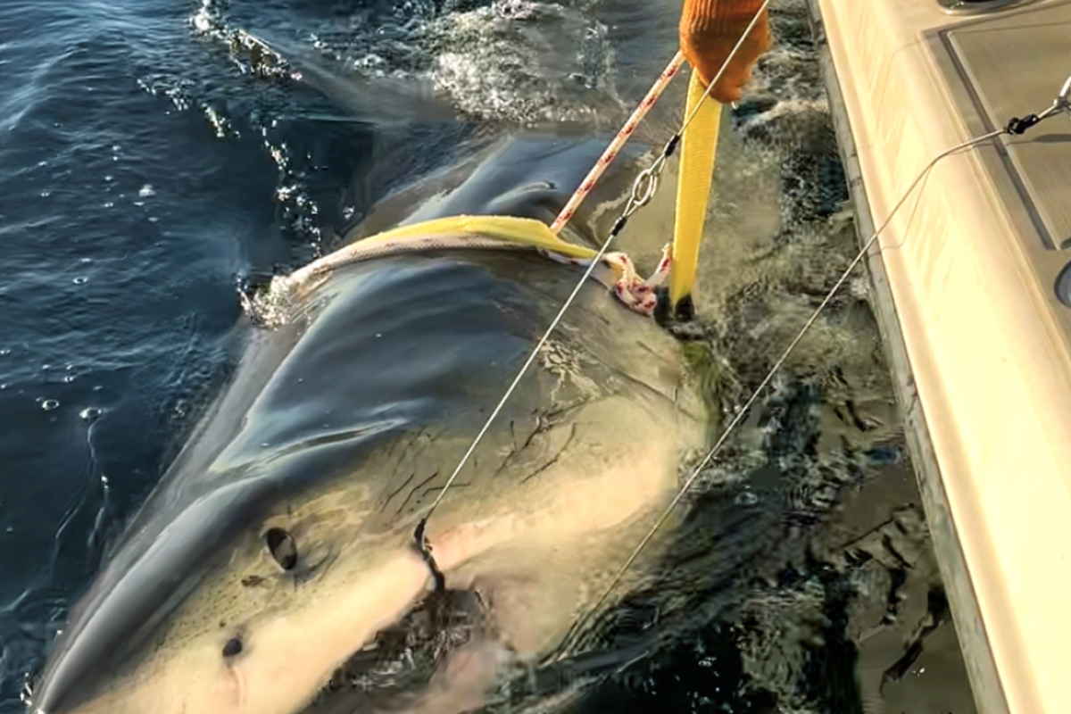 Contender, largest great white shark tagged in Atlantic, spotted off Nantucket