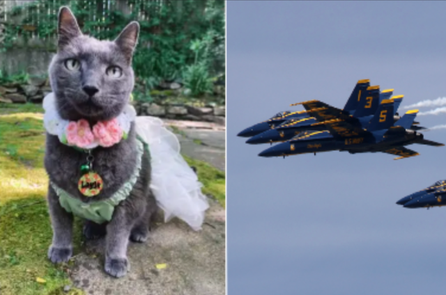 <p>A Seattle woman has sued the Navy Blue Angels, claiming its military jets traumatized her dying cat</p>