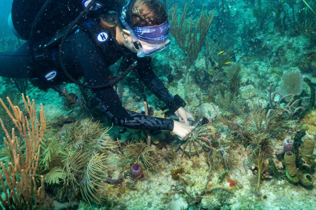 FLORIDA-TRASPLANTE DE CORAL