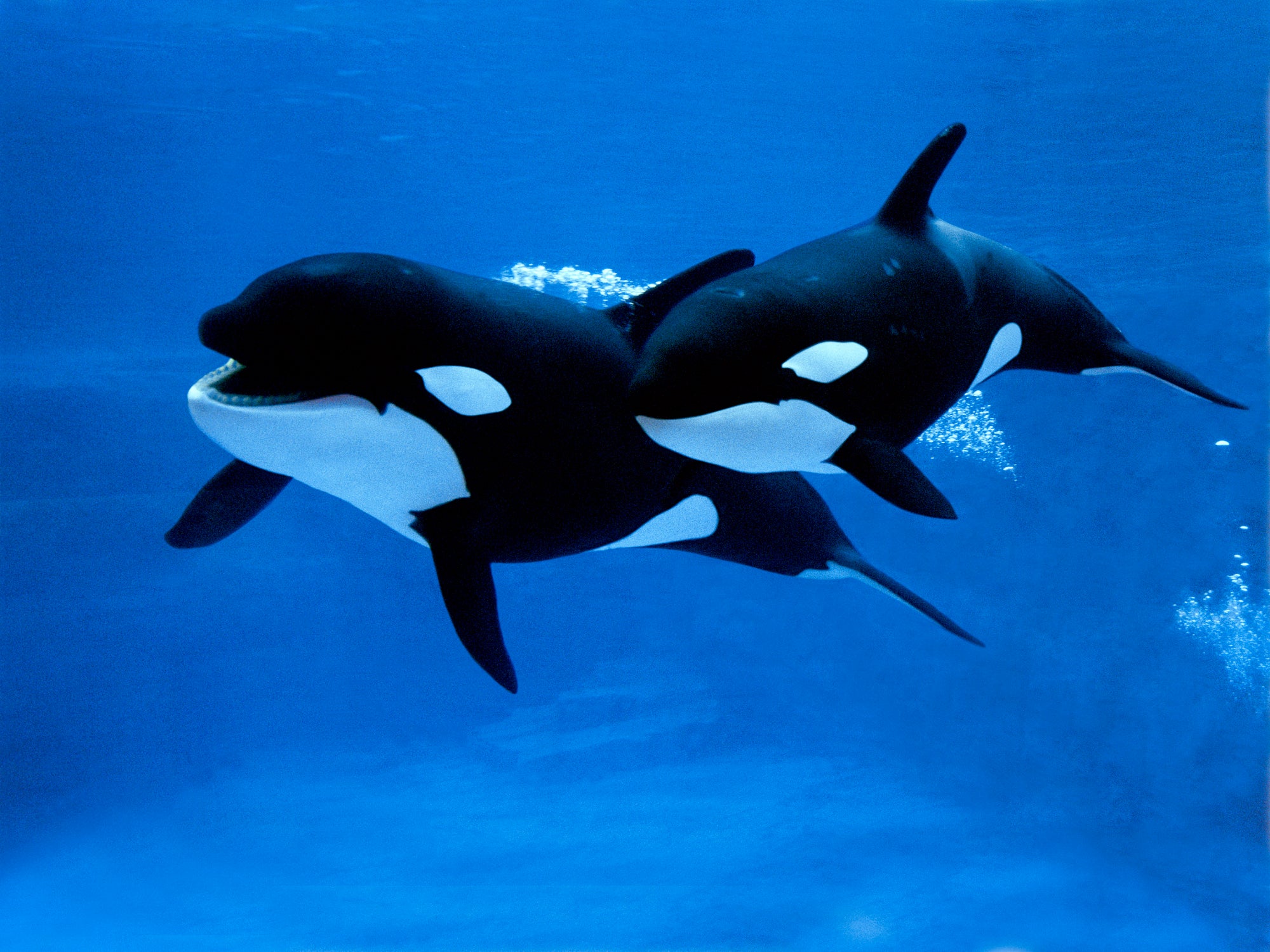 Such incidents are more common further south in the “orca alley” of the Strait of Gibraltar.