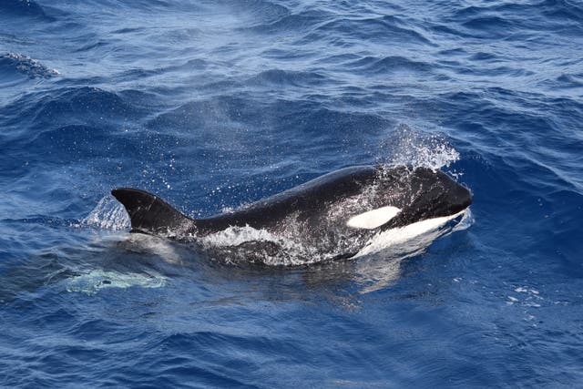 <p>Una orca en aguas de la costa sur de España, donde se han registrado numerosos ataques a embarcaciones en los últimos años </p>