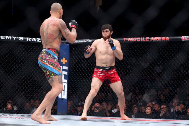 <p>The main event of UFC 320 will be a rematch between Magomed Ankaleav and Alex Pereira </p>