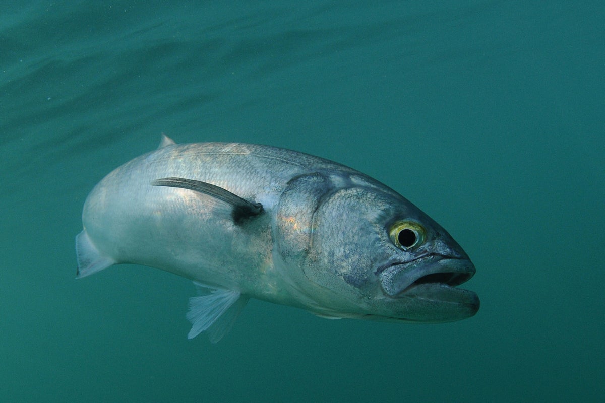The fish that may be responsible for attack on elderly swimmer