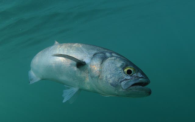 <p>Analysis of the bite, which had no teeth marks, suggested a bluefish was responsible</p>