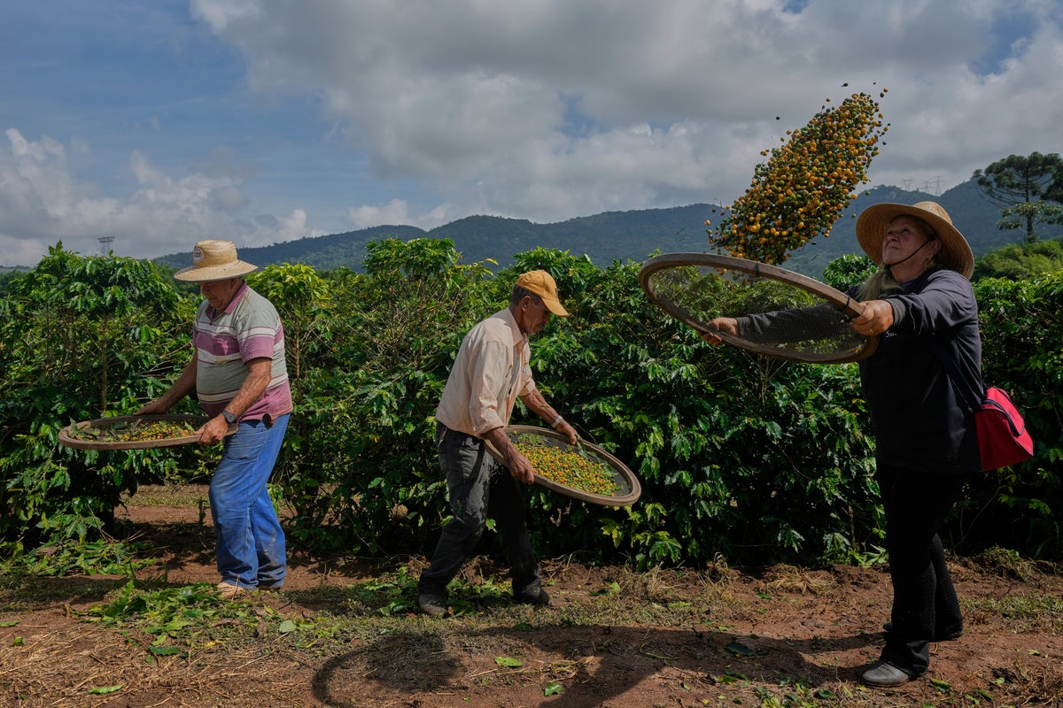 Photos of Brazilian coffee farmers facing threat from US tariff