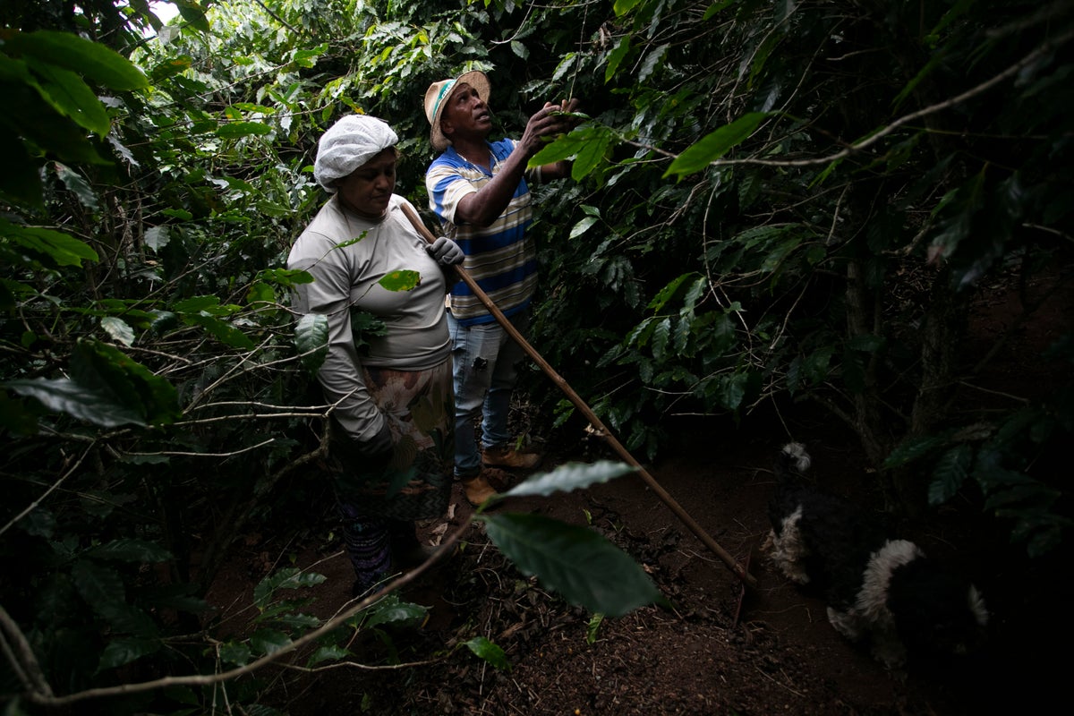 Small Brazilian coffee producers fear for the future after Trump’s 50% tariff