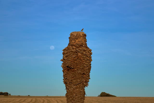 <p>A bird perches on the trunk of a dead palm tree near Peaje Mendoza, in Florida, Uruguay</p>