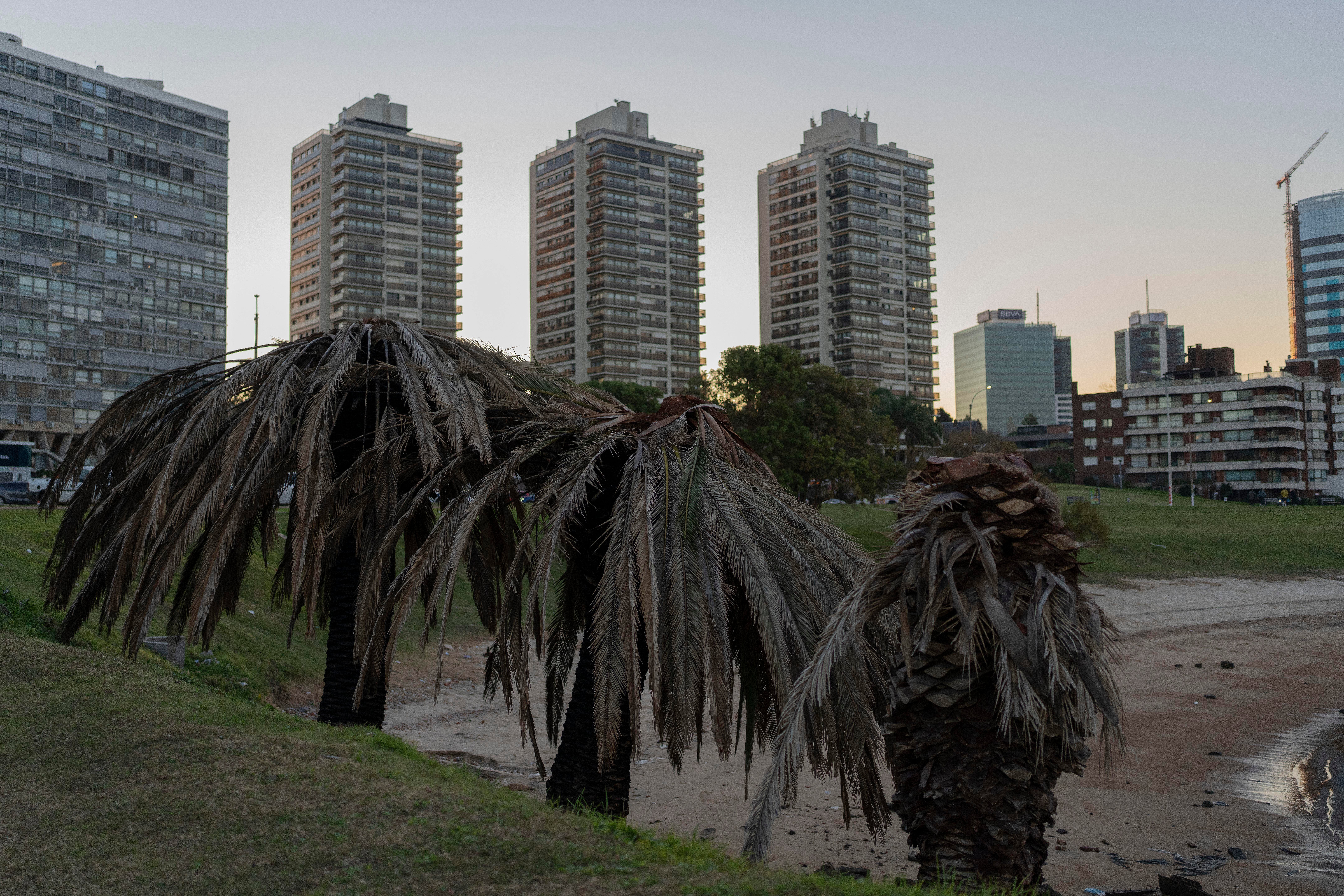 Palm trees stand on Buceo beach in Montevideo, Uruguay as authorities continue to battle the red palm weevil