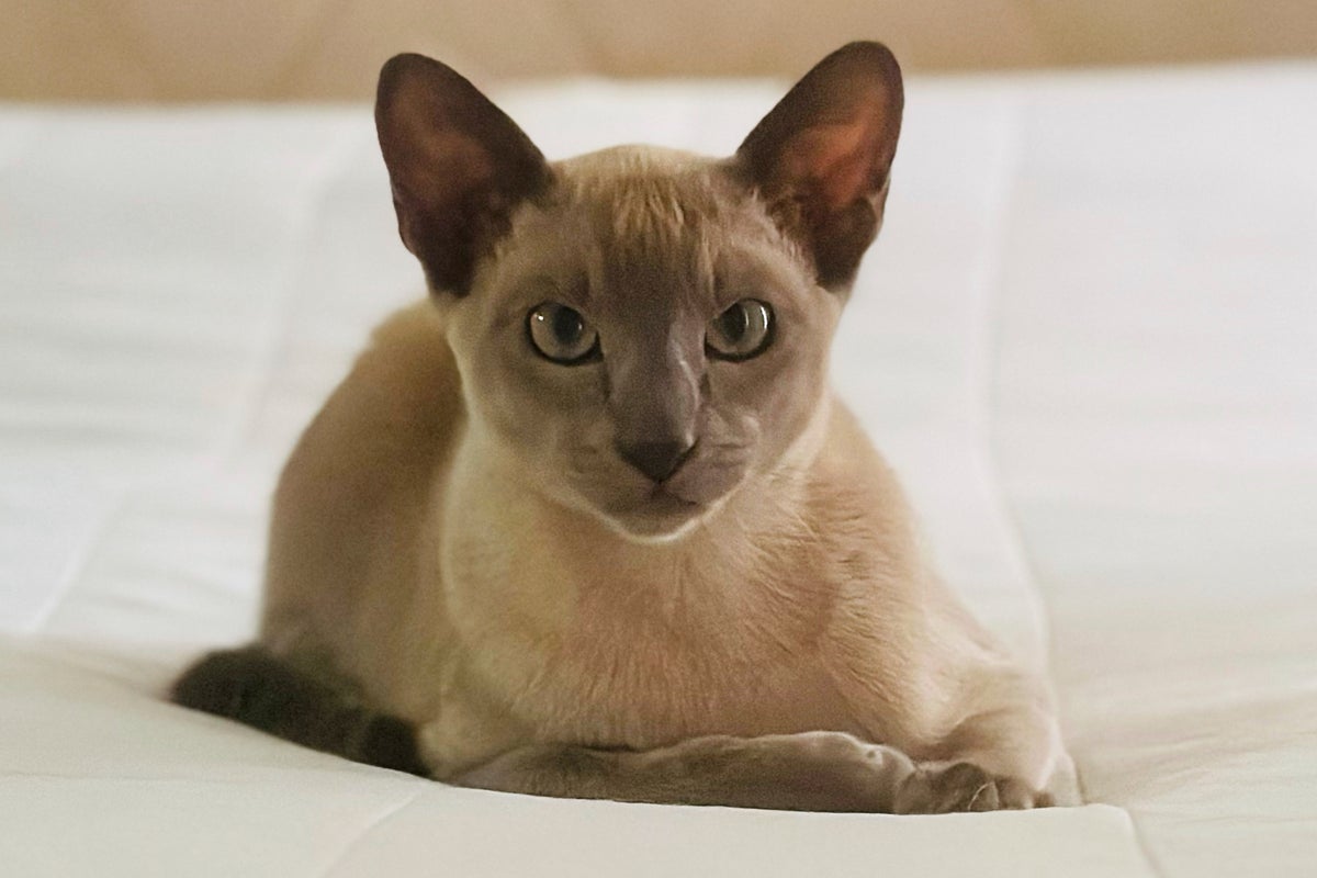 Leonardo da Pinchy terrorises seaside town in ‘one-cat crimewave’