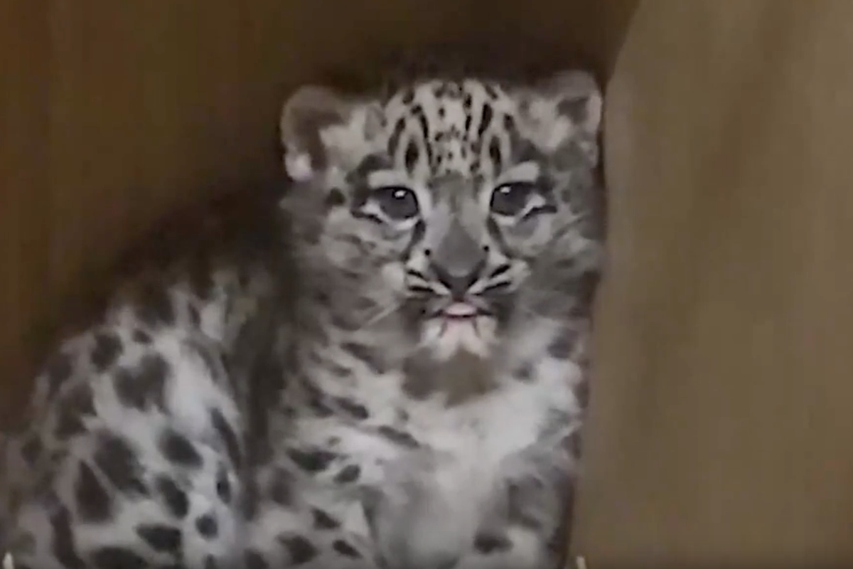 Hidden camera captures first glimpse of rare snow leopard born at UK zoo