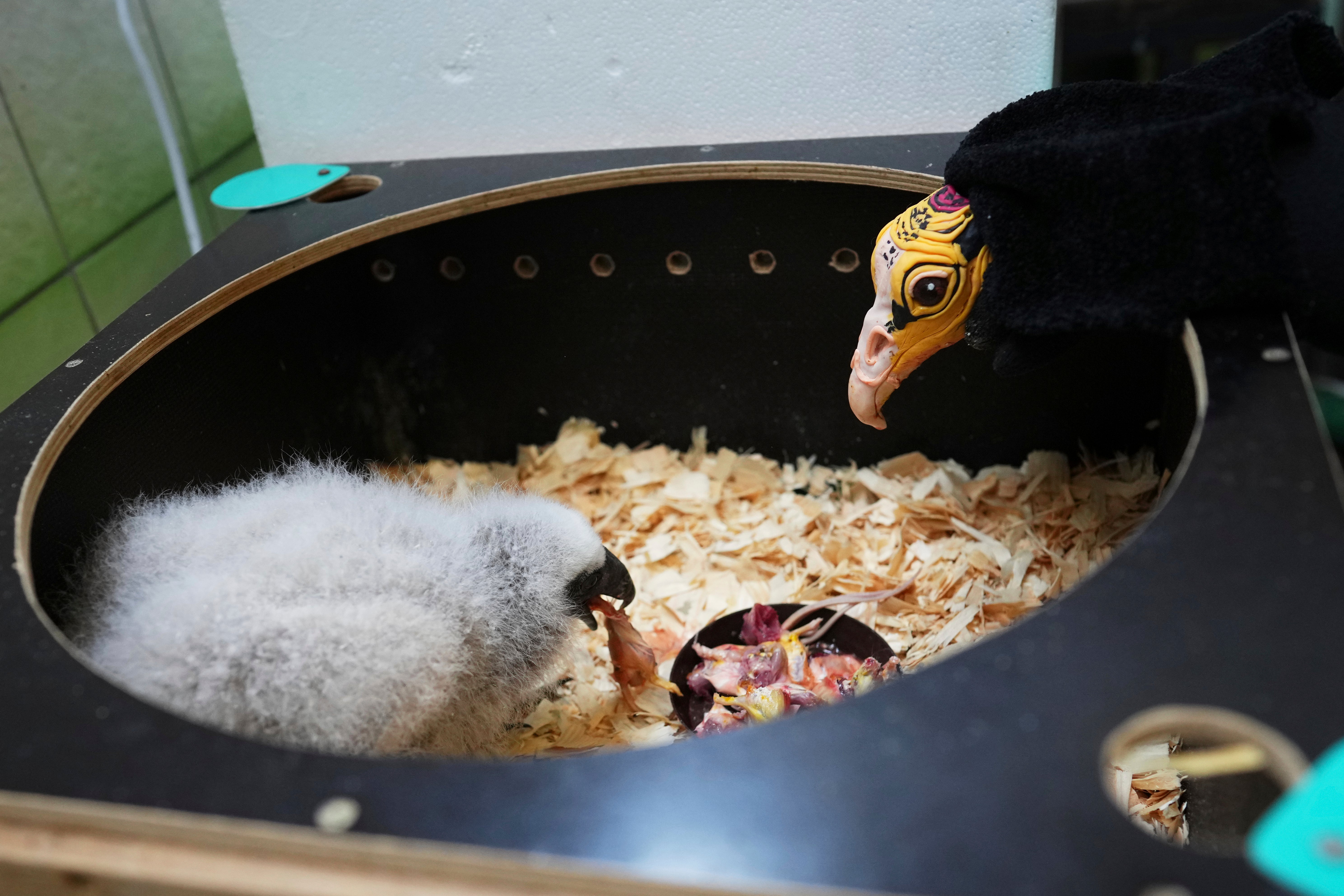 Czech Republic Baby Vulture