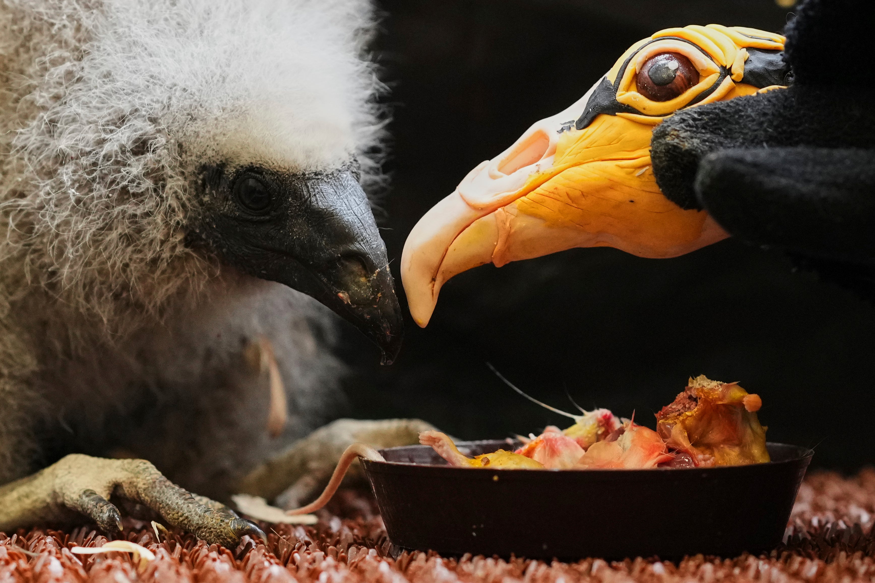 Czech Republic Baby Vulture